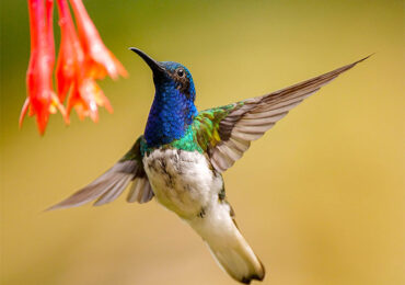 avistamiento-de-aves-cali