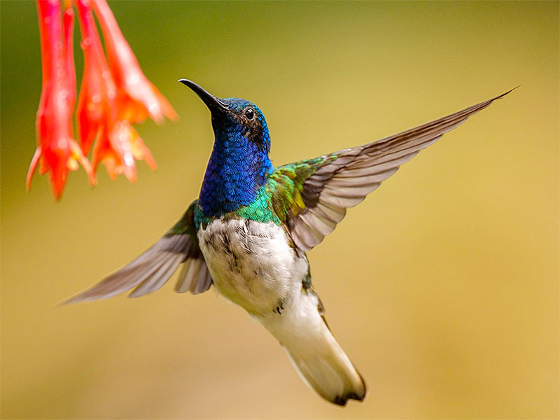 avistamiento-de-aves-cali